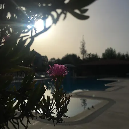 Palmiye 3* דליאן